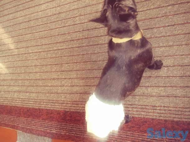 Продам французского бульдога, фотография 1