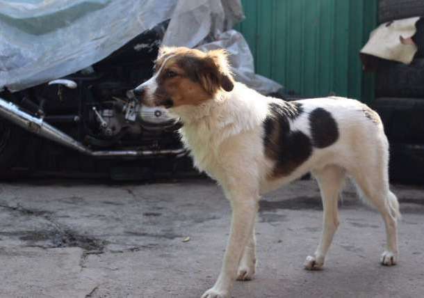 Гром ищет заботливых хозяев и дом, фотография 2