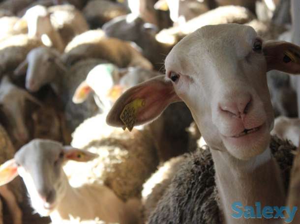 Племенные овцы Лакон (скот из Европы класса Элита и Элита Рекорд), фотография 7