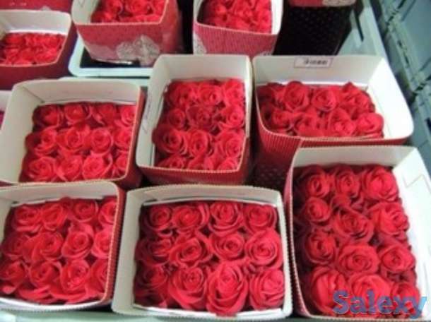 Голландские розы Оптом в Алматы, фотография 1