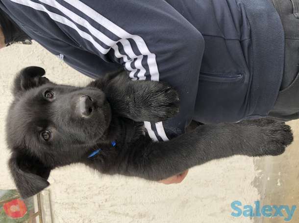 Продаются щенки ВЕО, фотография 5