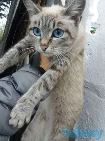 SOS!!!Мерзнут котята!!HELP!!, фотография 3