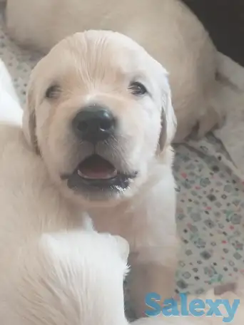 Продаются щенки породы Золотистый Ретривер, фотография 2