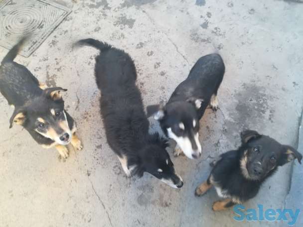 Щенки 6 месяцев, наподобие овчарки, в хорошие руки, фотография 2