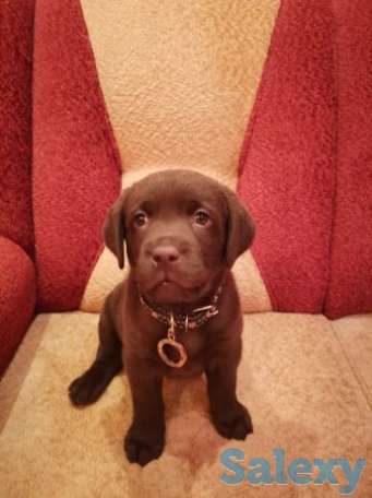 Продам щенка лабрадора, фотография 1