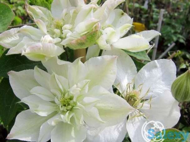 Клематис беби стар (2), фотография 1