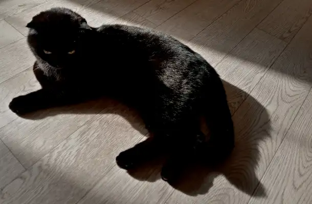 Отдадим шотландскую вислоухою кошку бесплатно, фотография 6