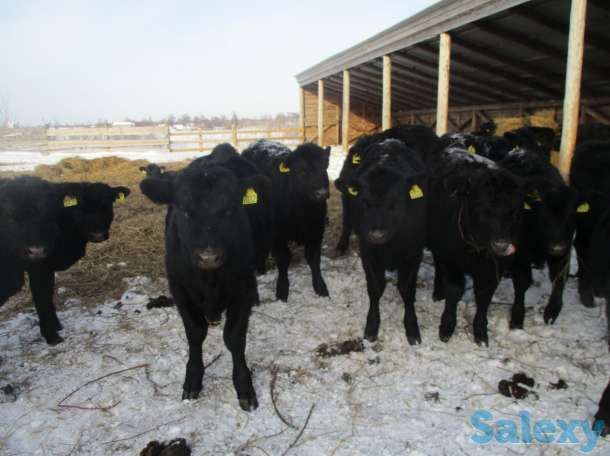 Племенные Абердин - Ангусы телята 6 мес, фотография 1
