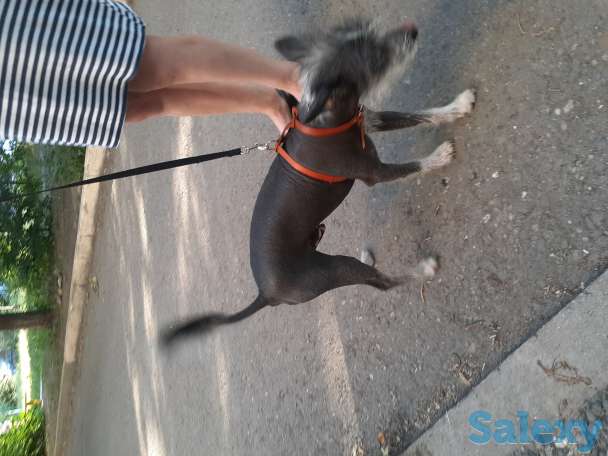 Нашли кобелька Китайскую хохлатую. Ищем хозяина или любителя такой породы, фотография 3