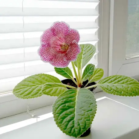 Глоксинии. Комнатные цветы., фотография 8