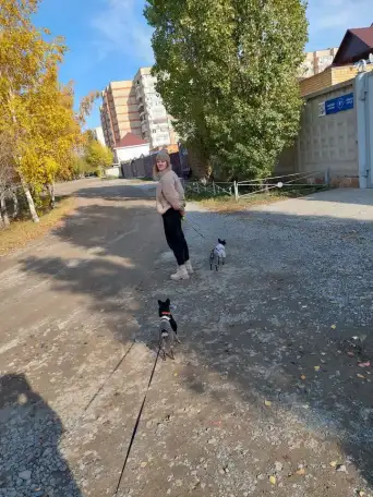 Пропала собака порода той терьер кличка Боня, фотография 3