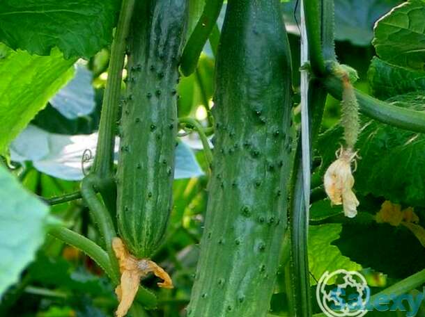 Семена Огурец Апрельский F1  б/п, фотография 1