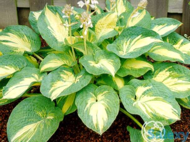 Хоста грейт экспэктейшен (ml), фотография 1