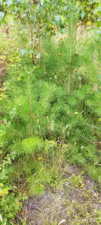 Туя выше 3 метров, сосна живая, берёза, ива, ольха, рябина, рассада., фотография 7