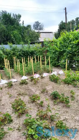 Дача 15 соток, Алматинская область, Талгарский район, с.о. Кендалинский, с. Кендала, с/т Медик-, фотография 8