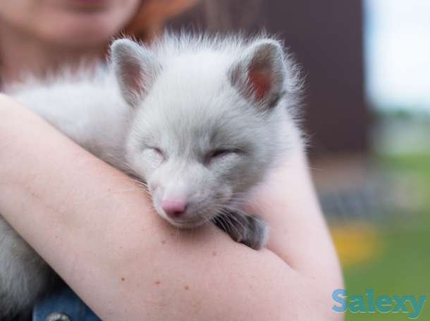 Домашние лисята, лисы, фотография 1