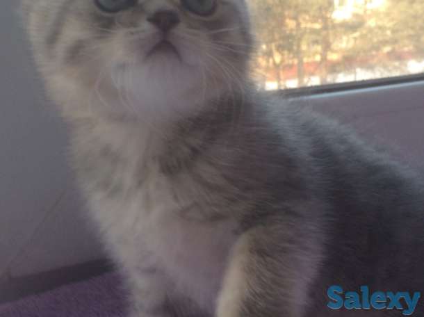 шотландский котенок, фотография 2