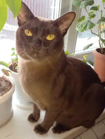 Коты Бурма в добрые руки, фотография 4