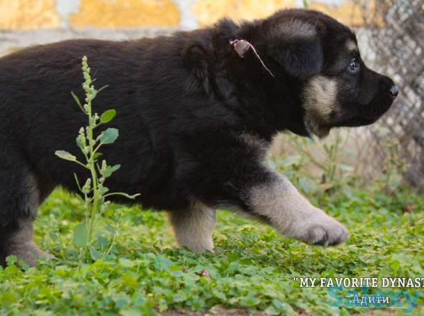 Щенки Восточноевропейской овчарки, фотография 6