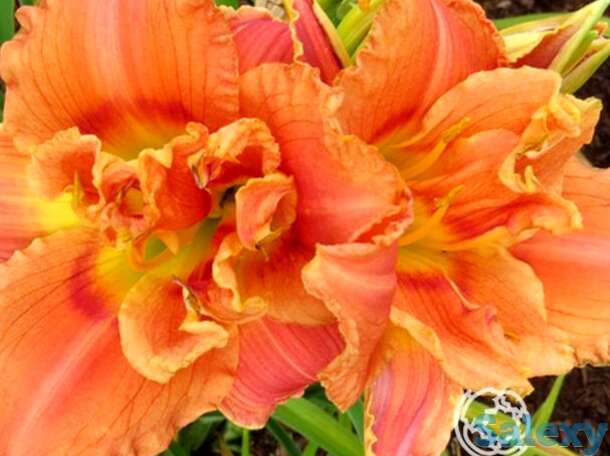 Лилейник канго корал, фотография 1