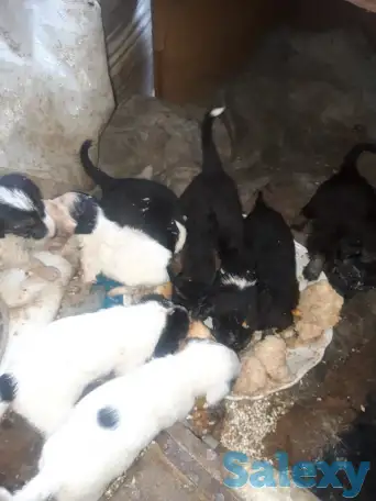 Отдам бесплатно щенят в хорошие руки., фотография 1