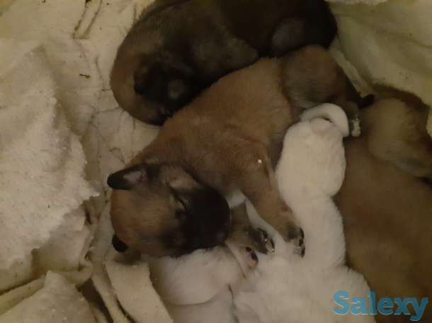 Продам щенка, фотография 2