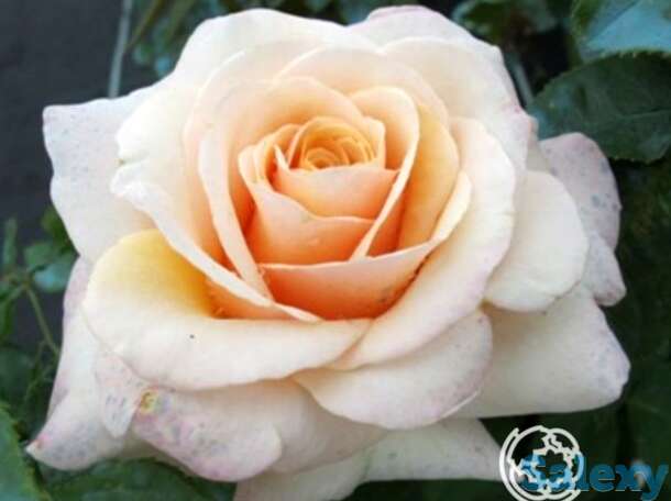 Роза поль рикар чайно-гибридная, топалович, фотография 1