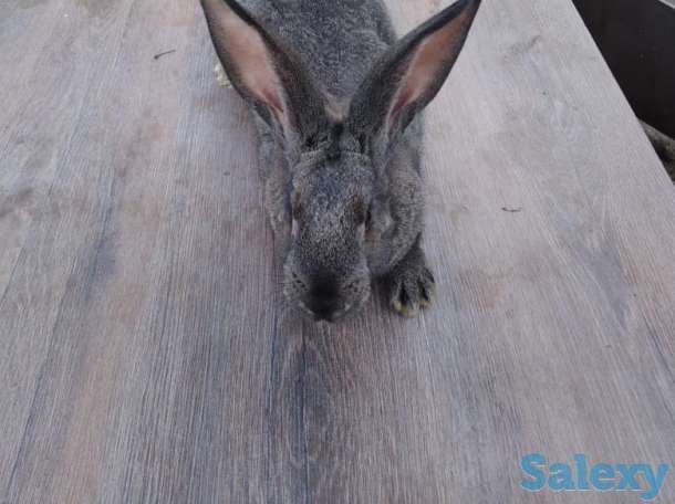Продам кроликов породы фландер и шиншилла, фотография 1