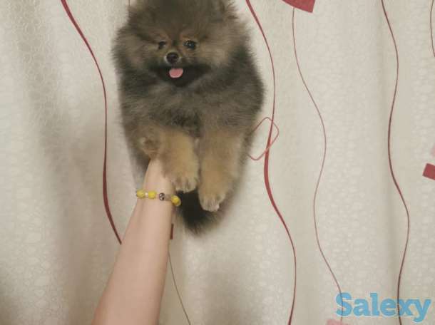 Шпицы щенки, фотография 2