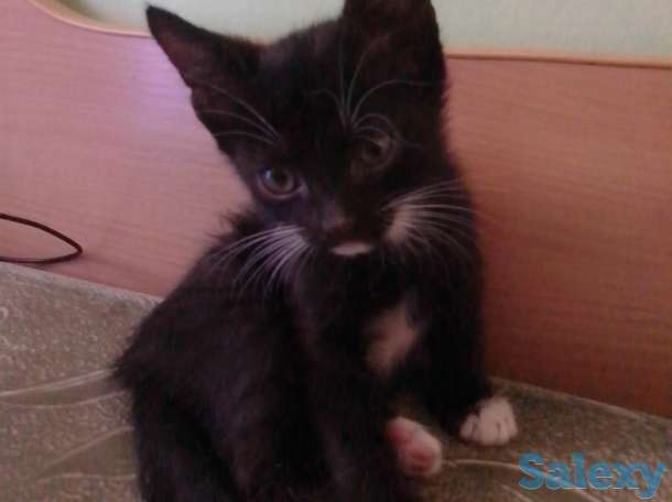 Двухмесячные котята, бесплатно, фотография 4