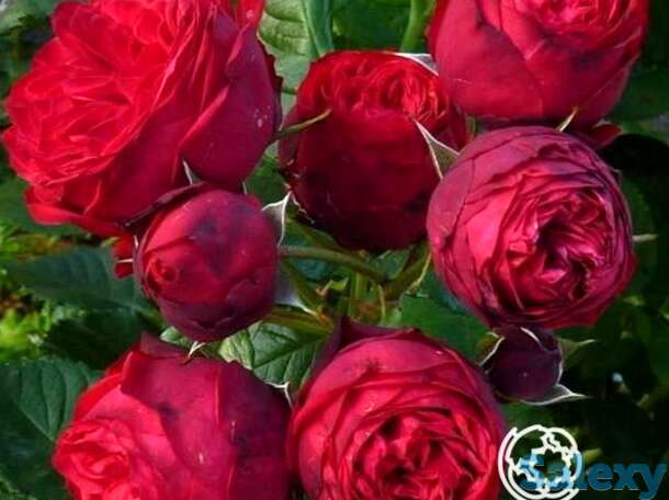 Роза пиано чайно-гибридная, тантау, фотография 1