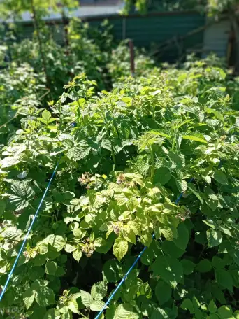 ПРОДАМ ДОМ В ДАЧНОМ КООПЕРАТИВЕ ТАМАРИКС зимний вариант, фотография 2