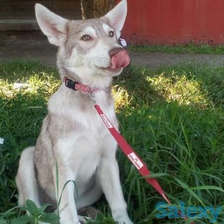 Щенки собаки Сарлоса (Saarloos Wolfdogs), фотография 4