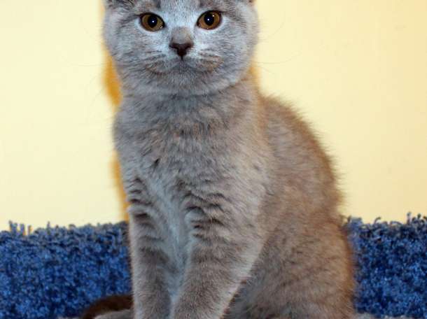 Продаются котята британской короткошерстной породы, фотография 3