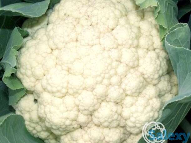 Семена Капуста цветная Коза-дереза 0.3г, фотография 1