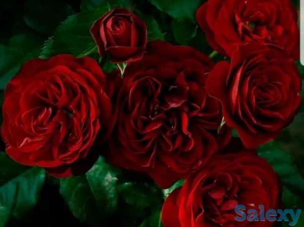 Саженец розы чайно - гибридные среднерослые Сербия, фотография 3