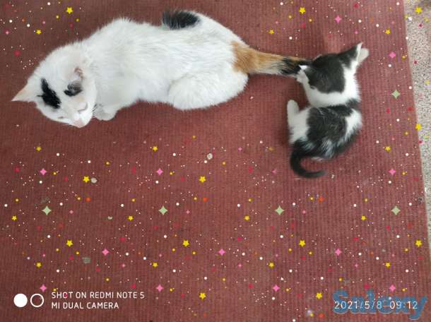 Отдам котят в хорошие руки, мать примесь турецкого вана, фотография 3