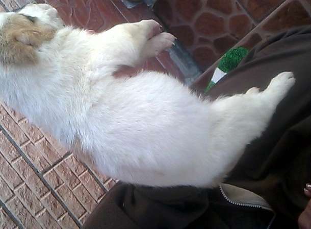 Чистокровный Алабаичики красивые и ухоженные, фотография 4