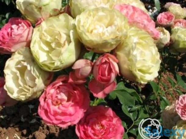 Роза акрополис флорибунда, топалович, фотография 1