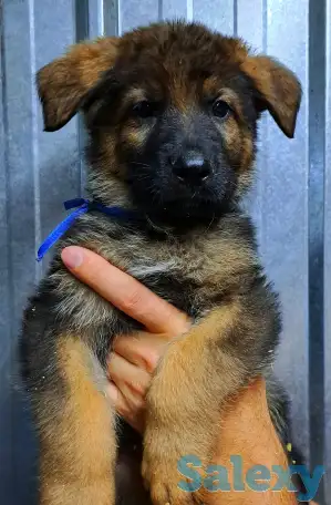 Щенки немецкой овчарки зонарного и черного окрасов, фотография 3