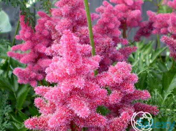 Астильба японская Кельн, фотография 1