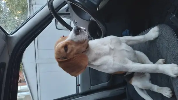 Бигль девочка 7,5 месяцев, фотография 1