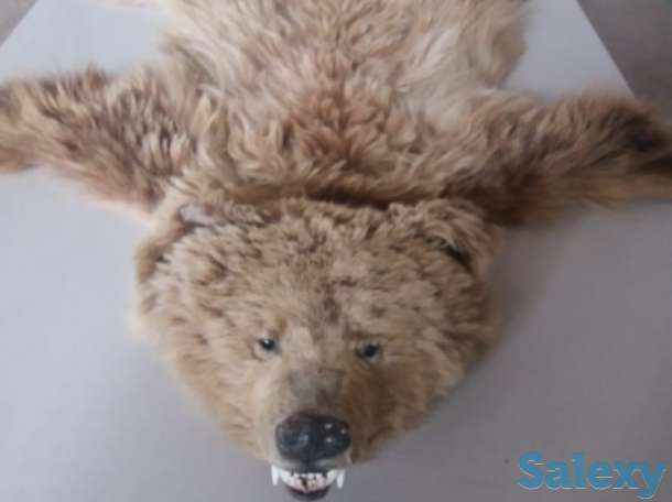 Продам медвежью шкуру затенге или обменяю на авто или КРС, фотография 2