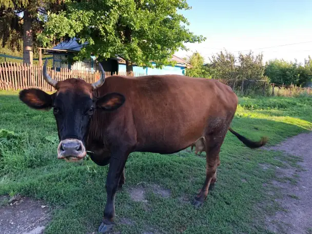 Продам дойную корову, фотография 1