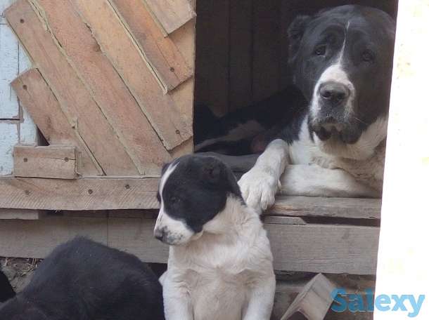 Щенки алабая, фотография 1