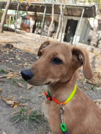 Отдам щенка в хорошие руки, фотография 3