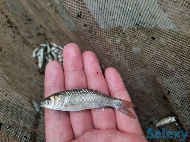 Продам малёк Амура и толстолоба, фотография 3