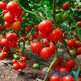 Сульфат Калия в наличии и под заказ, фотография 7