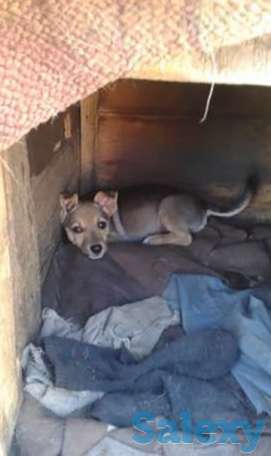 Отдам Щенков, фотография 1