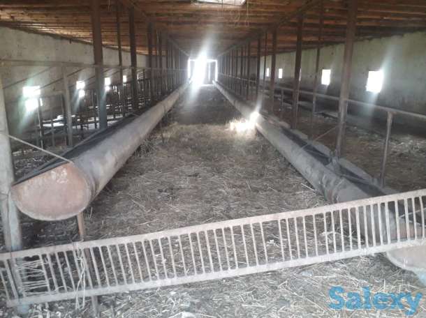 Сарай, теплица, Жаңа арық, фотография 4